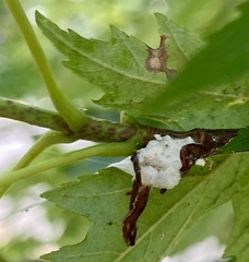 Pulvinaria innumerabilis