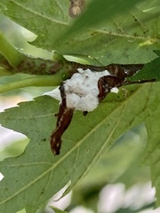 Pulvinaria innumerabilis