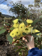 Eucalyptus preissiana