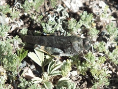 Bryodemella