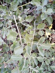 Jasminum fluminense fluminense