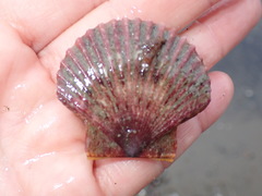 Leopecten diegensis