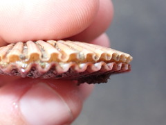 Leopecten diegensis