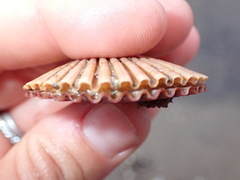 Leopecten diegensis