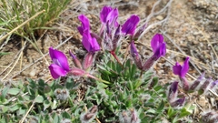 Oxytropis triphylla