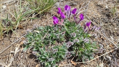 Oxytropis triphylla