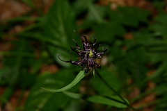 Phyteuma ovatum ovatum