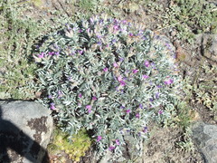 Oxytropis tragacanthoides