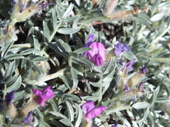 Oxytropis tragacanthoides