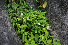 Balsaminaceae