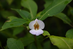 Balsaminaceae