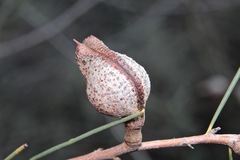 Hakea tephrosperma