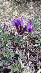 Oxytropis tragacanthoides