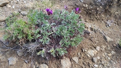 Oxytropis tragacanthoides