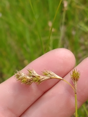 Carex straminea