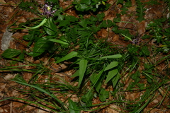 Phyteuma ovatum ovatum