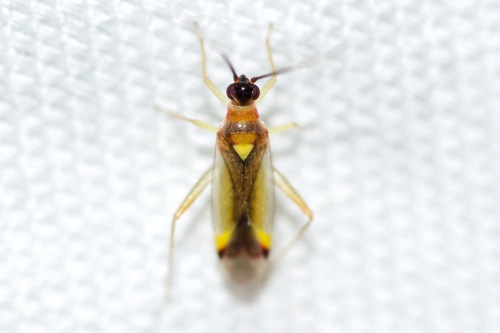 Predatory bug photo 4