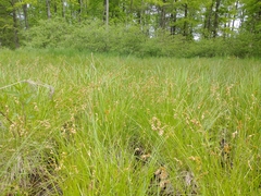 Carex straminea