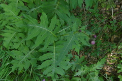 Cirsium alsophilum