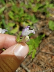 Penstemon rattanii