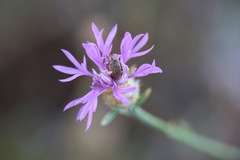 Centaurea spinosociliata