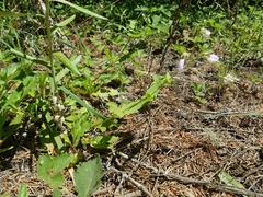 Penstemon rattanii