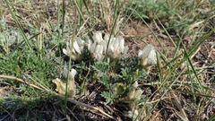 Oxytropis peschkovae
