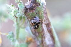 Cyphodema instabilis