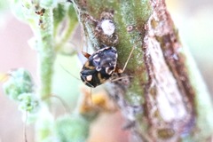 Cyphodema instabilis