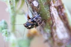 Cyphodema instabilis