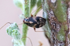 Cyphodema instabilis