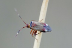 Adelphocoris vandalicus