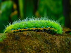 Copaxa multifenestrata