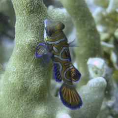 Synchiropus splendidus