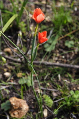 Moraea insolens