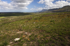 Moraea insolens