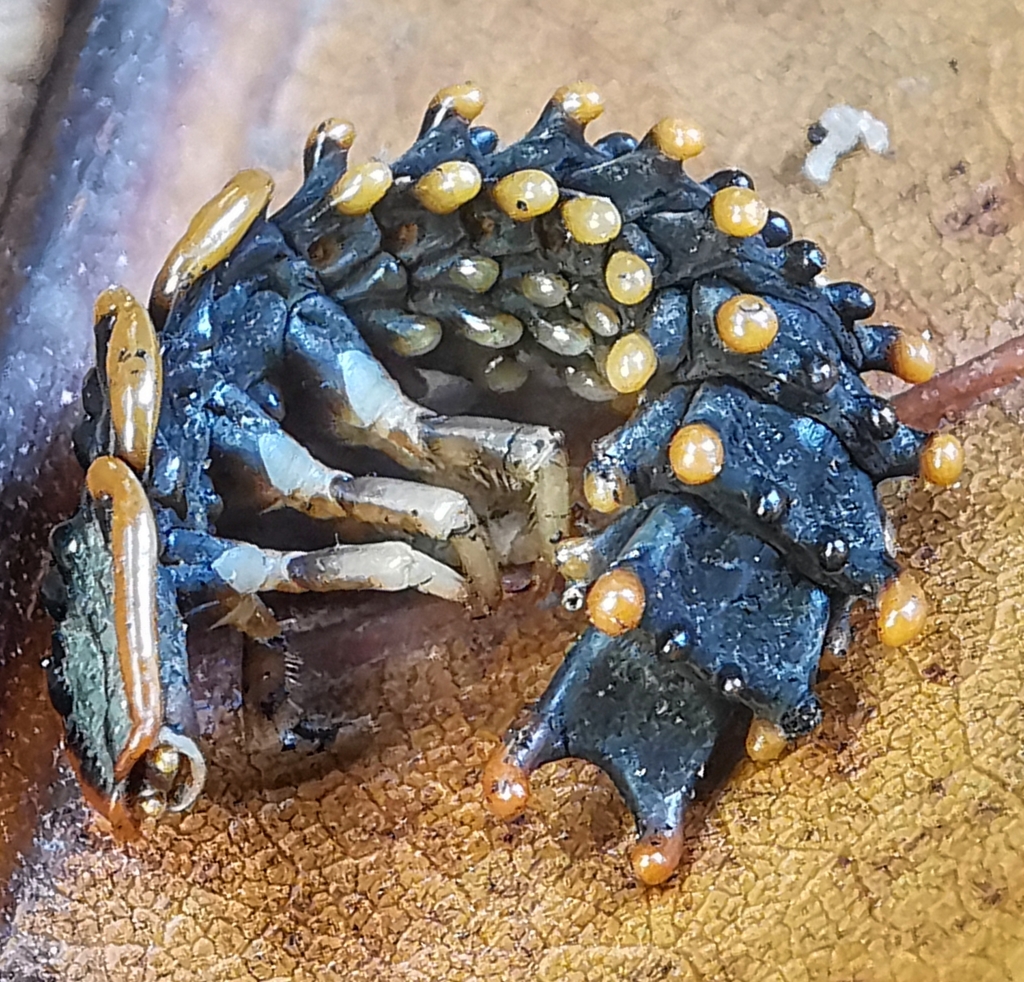 Lyropaeinae