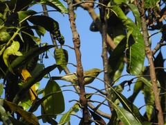 Phylloscopus nitidus