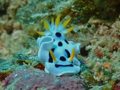 Chromodoris alcalai