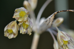 Allium longispathum