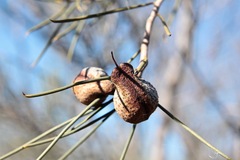 Hakea tephrosperma
