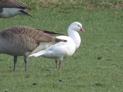 Anser caerulescens × rossii