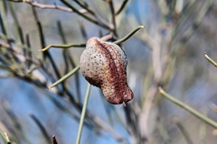 Hakea tephrosperma