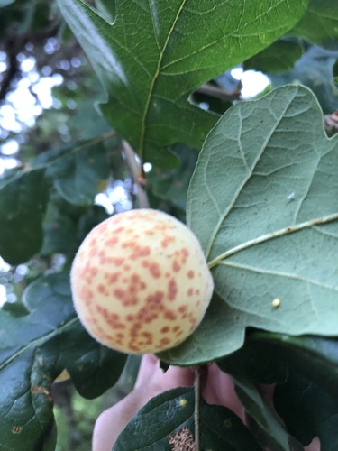 Speckled Gall Wasp photo 4