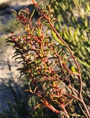 Gyrostemon australasicus
