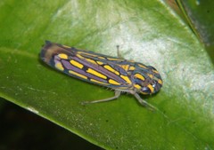 Apogonalia stalii