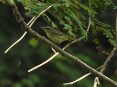 Phylloscopus nitidus