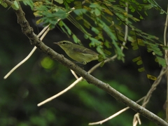 Phylloscopus nitidus
