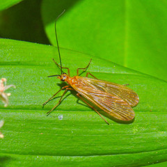 Brachypanorpa oregonensis