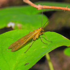 Brachypanorpa oregonensis